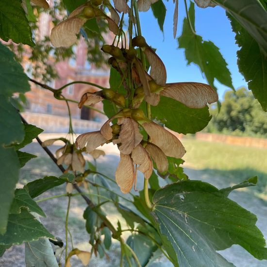 Acer pseudoplatanus: Plant in habitat Park in the NatureSpots App