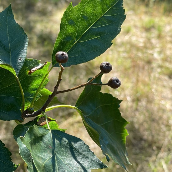 Sorbus torminalis: Plant in habitat Park in the NatureSpots App