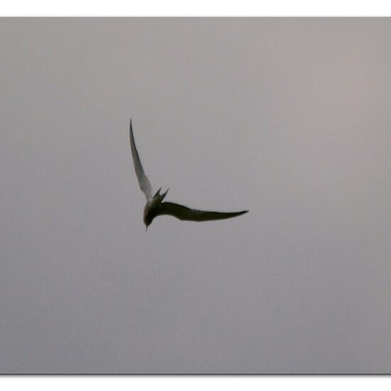 Common Tern: Animal in habitat Pond in the NatureSpots App