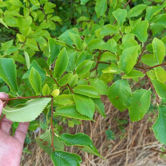 Ulmus rubra: Plant in habitat Grassland in the NatureSpots App