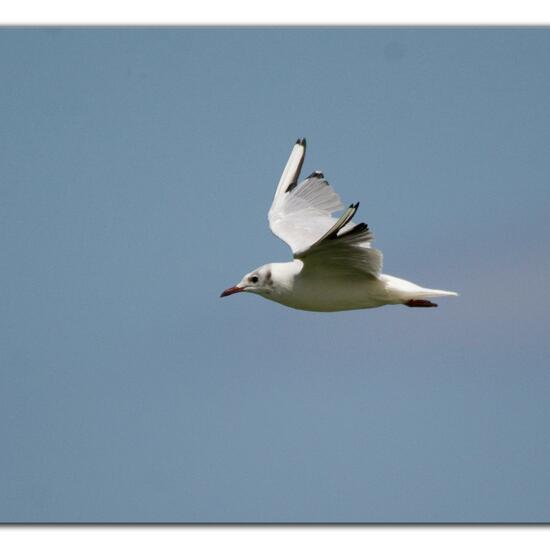 Black-headed Gull: Animal in habitat Pond in the NatureSpots App