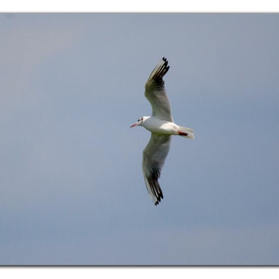 Black-headed Gull: Animal in habitat Pond in the NatureSpots App