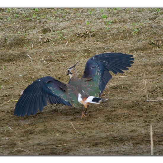 Northern Lapwing: Animal in habitat Freshwater habitat in the NatureSpots App