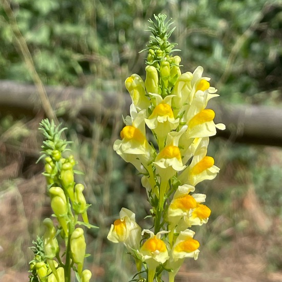 Linaria vulgaris: Plant in habitat Temperate forest in the NatureSpots App