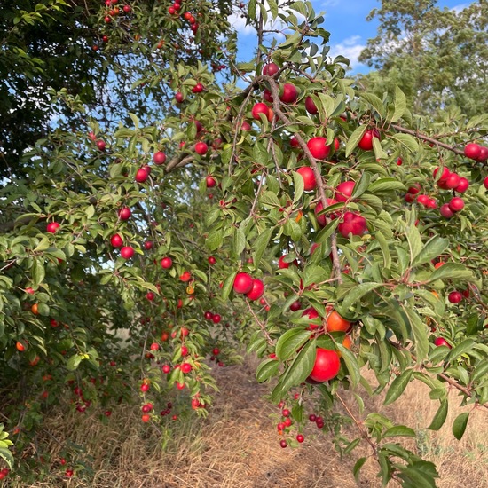 Kirschpflaume: Pflanze im Habitat Ackerrandstreifen in der NatureSpots App