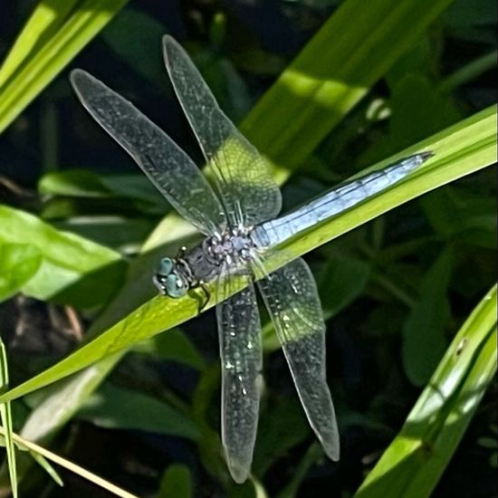 Keeled Skimmer: Animal in nature in the NatureSpots App