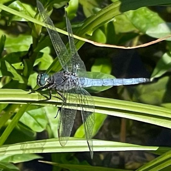 Keeled Skimmer: Animal in nature in the NatureSpots App