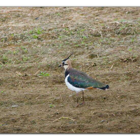 Northern Lapwing: Animal in habitat Freshwater habitat in the NatureSpots App