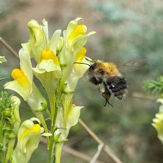 Bombus pascuorum: Animal in habitat Temperate forest in the NatureSpots App