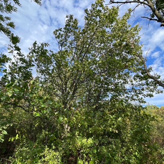 Sorbus torminalis: Plant in nature in the NatureSpots App