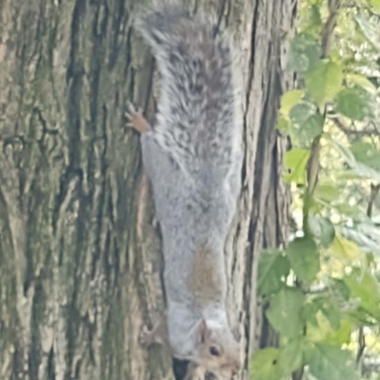 Fox squirrel: Animal in habitat City and Urban in the NatureSpots App