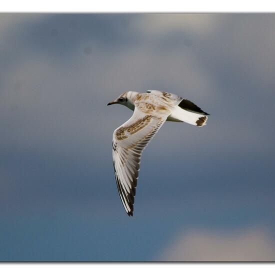 Black-headed Gull: Animal in habitat Pond in the NatureSpots App