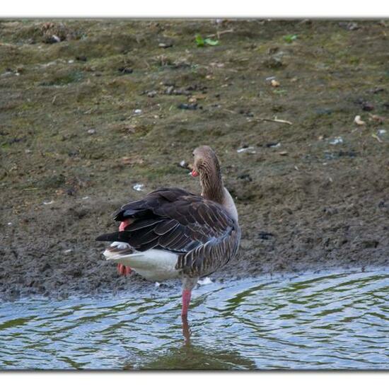 Greylag Goose: Animal in habitat Freshwater habitat in the NatureSpots App