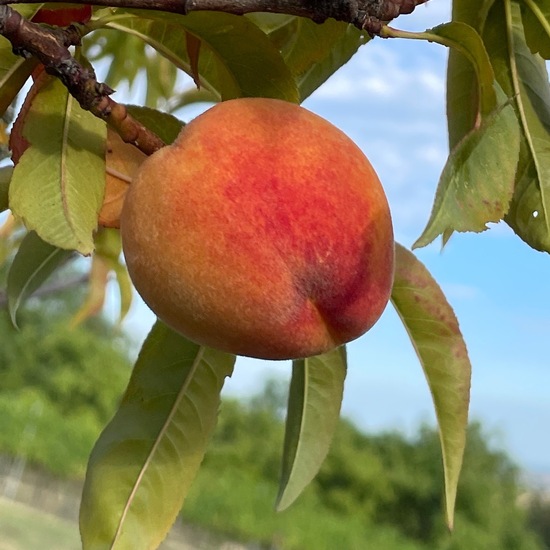 Peach: Plant in habitat Agricultural habitat in the NatureSpots App