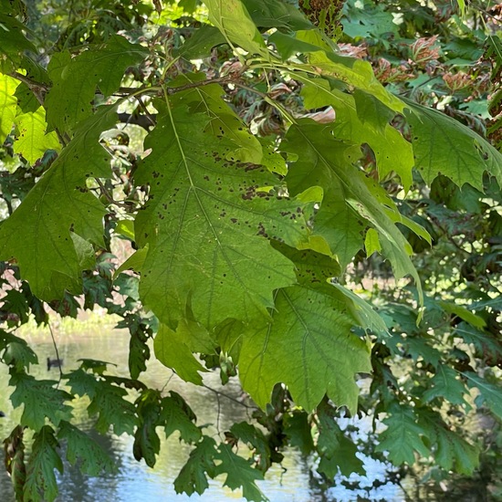Quercus rubra: Plant in habitat Park in the NatureSpots App