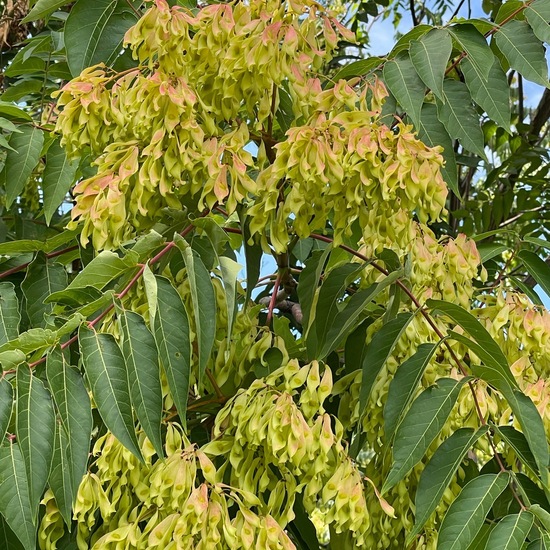 Ailanthus altissima: Plant in habitat Temperate forest in the NatureSpots App