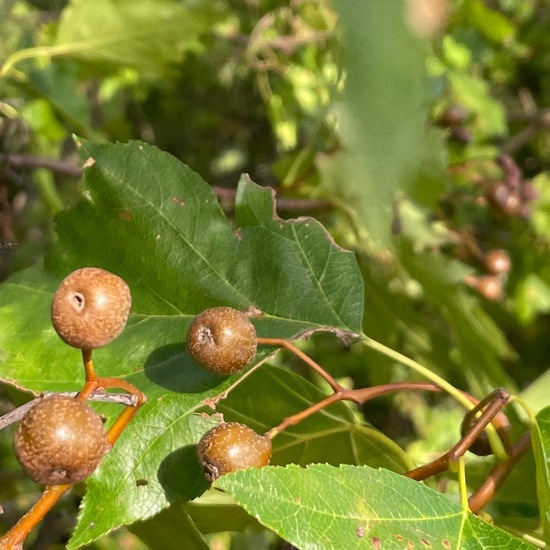 Sorbus torminalis: Plant in nature in the NatureSpots App