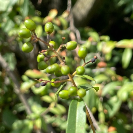 Ligustrum Vulgare Plant