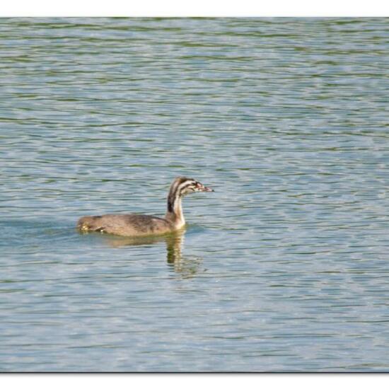 Great crested grebe: Animal in habitat Pond in the NatureSpots App
