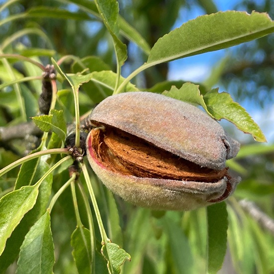 Almond tree: Plant in habitat Agricultural habitat in the NatureSpots App