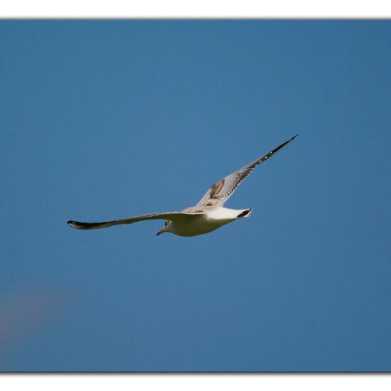 Black-headed Gull: Animal in habitat Pond in the NatureSpots App