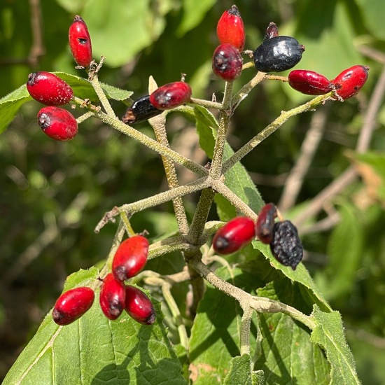 Viburnum lantana: Plant in habitat Temperate forest in the NatureSpots App