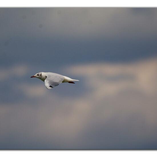 Black-headed Gull: Animal in habitat Pond in the NatureSpots App