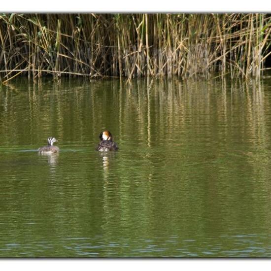 Great crested grebe: Animal in habitat Pond in the NatureSpots App