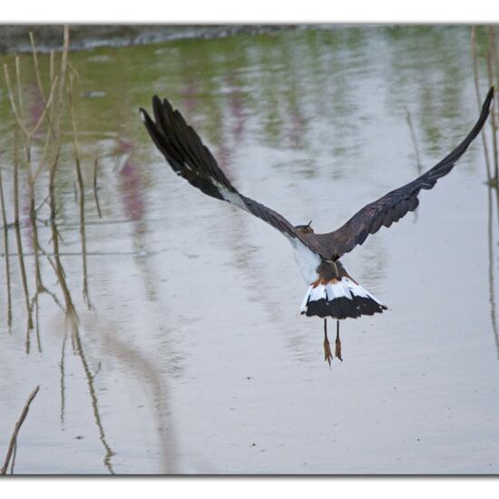 Northern Lapwing: Animal in habitat Freshwater habitat in the NatureSpots App