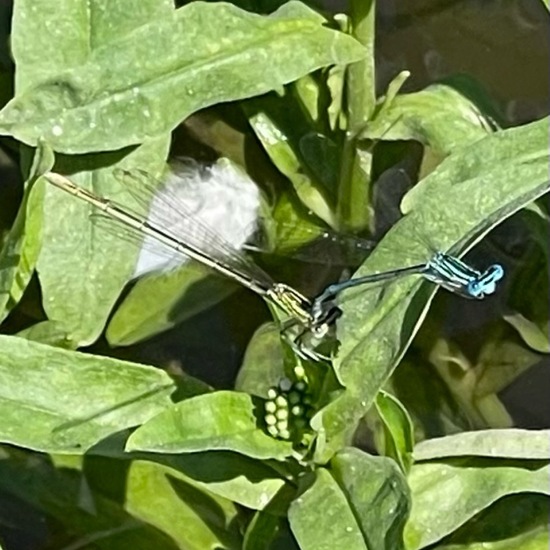 White-legged Damselfly: Animal in nature in the NatureSpots App
