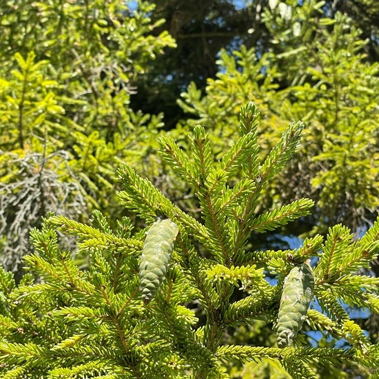 Picea orientalis: Plant in habitat Park in the NatureSpots App