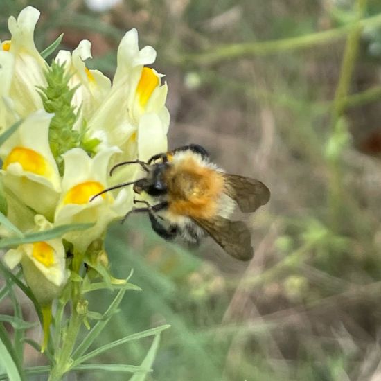 Bombus pascuorum: Animal in habitat Temperate forest in the NatureSpots App