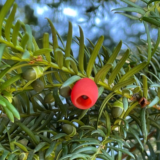 Taxus baccata: Plant in habitat Park in the NatureSpots App