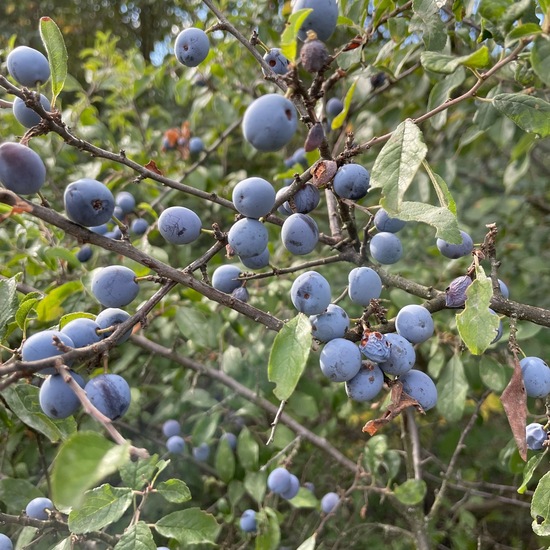 Prunus spinosa: Plant in habitat Shrubland in the NatureSpots App