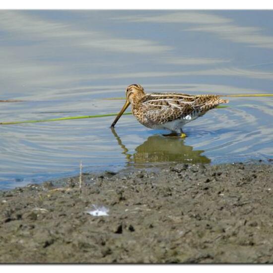 Common Snipe: Animal in habitat Freshwater habitat in the NatureSpots App