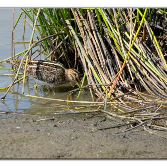 Common Snipe: Animal in habitat Freshwater habitat in the NatureSpots App