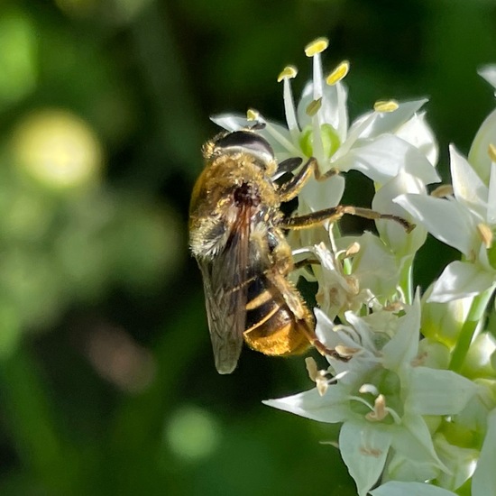 Eristalis interrupta: Animal in habitat Garden in the NatureSpots App