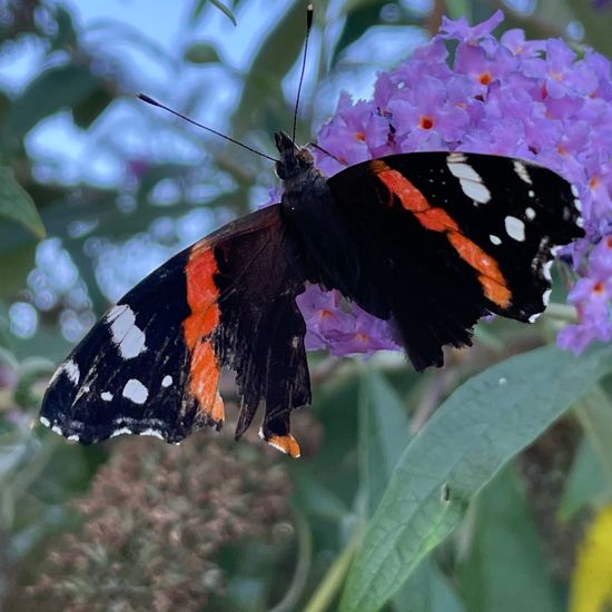 Vanessa atalanta: Animal in habitat Garden in the NatureSpots App