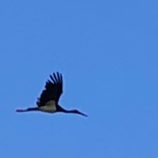 Black Stork: Animal in habitat Natural Meadow in the NatureSpots App