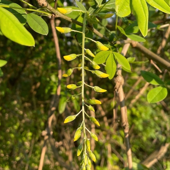 Laburnum anagyroides: Plant in habitat Temperate forest in the NatureSpots App