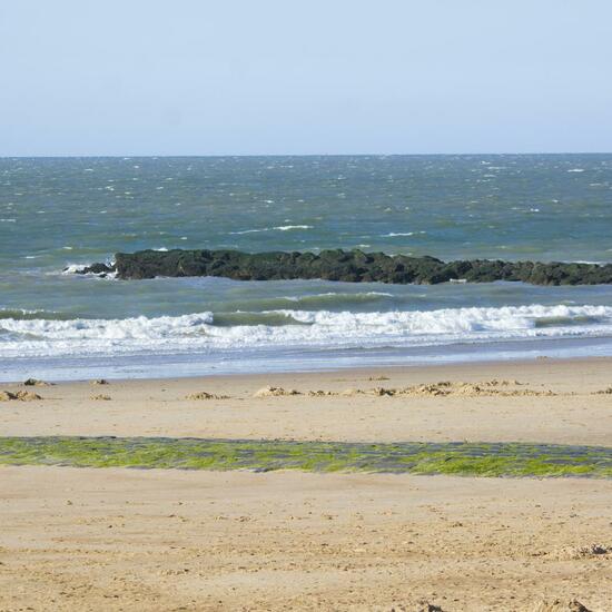 Landscape: Marine and Coast in habitat Sandy coast in the NatureSpots App