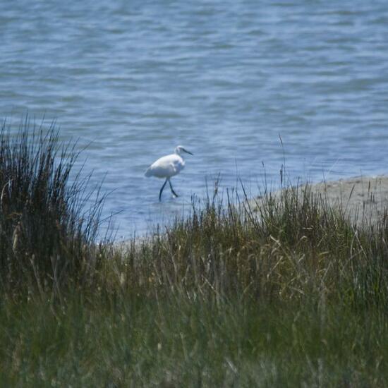 Little Egret: Animal in habitat Brackish water in the NatureSpots App