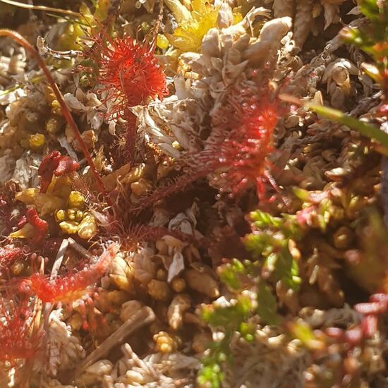 Drosera rotundifolia: Plant in nature in the NatureSpots App