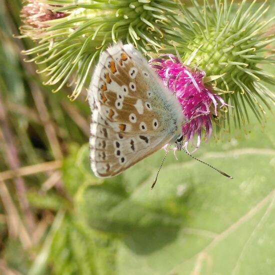 Lysandra coridon: Animal in habitat Natural Meadow in the NatureSpots App