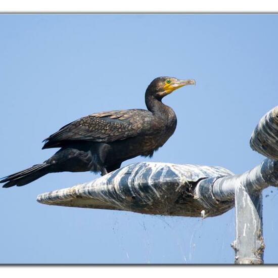 Great Cormorant: Animal in habitat River in the NatureSpots App