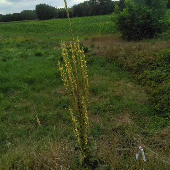 Verbascum: Plant in habitat Buffer strip in the NatureSpots App