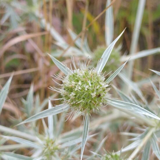 Eryngium campestre: Plant in habitat Temperate forest in the NatureSpots App