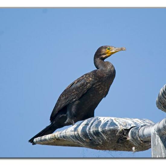 Great Cormorant: Animal in habitat River in the NatureSpots App