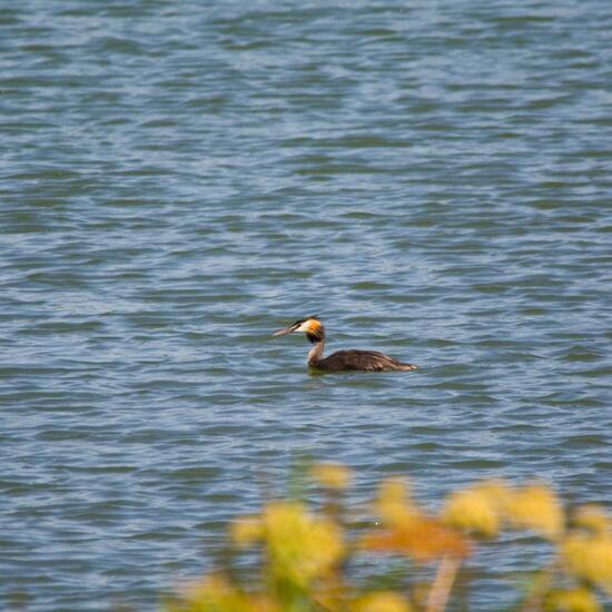 Great crested grebe: Animal in habitat Freshwater habitat in the NatureSpots App