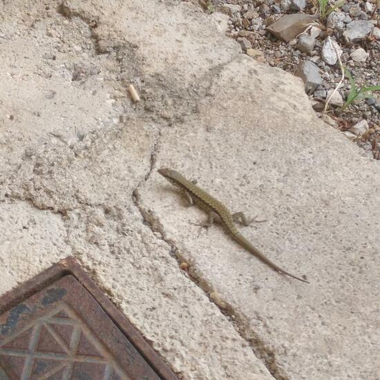 Podarcis muralis: Animal in habitat Backyard in the NatureSpots App